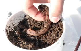 Worms